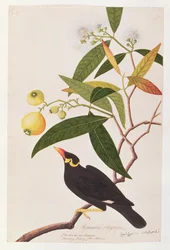Wzgórze Myna, z Rysunków ptaków z Malakki, ok. 1805-18 (wc na papierze)